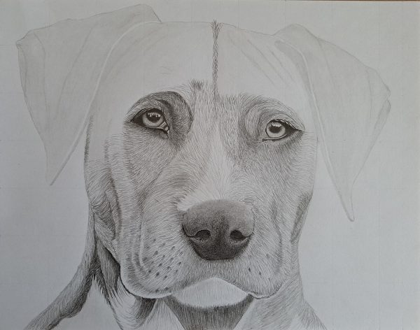 A Weimaraner Dog Sketch - Printable Shading Worksheet - Image 4