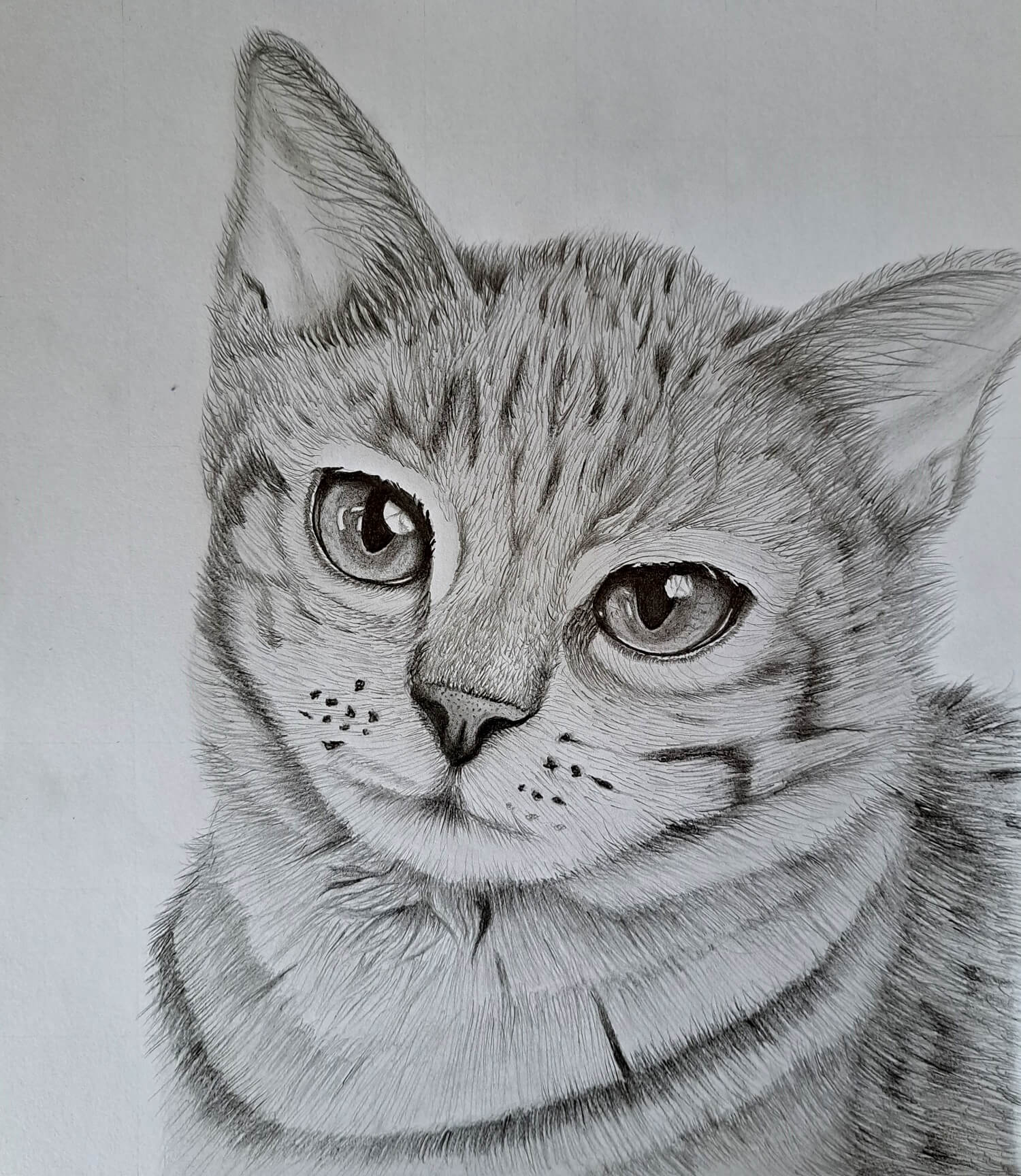 Drawing a Cat’s Head: Learn How to Draw a Cat in Minutes | Muus Art