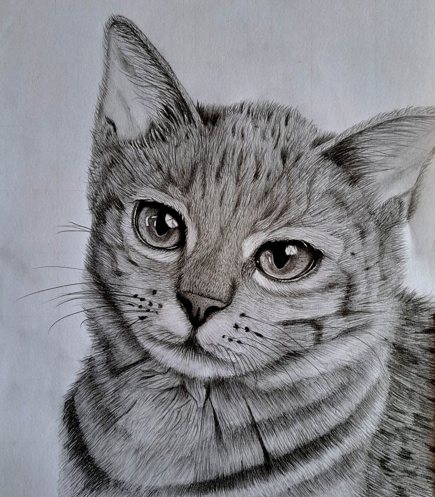Draw A Cat In Four Steps (more or less) – Carol's Drawing Blog
