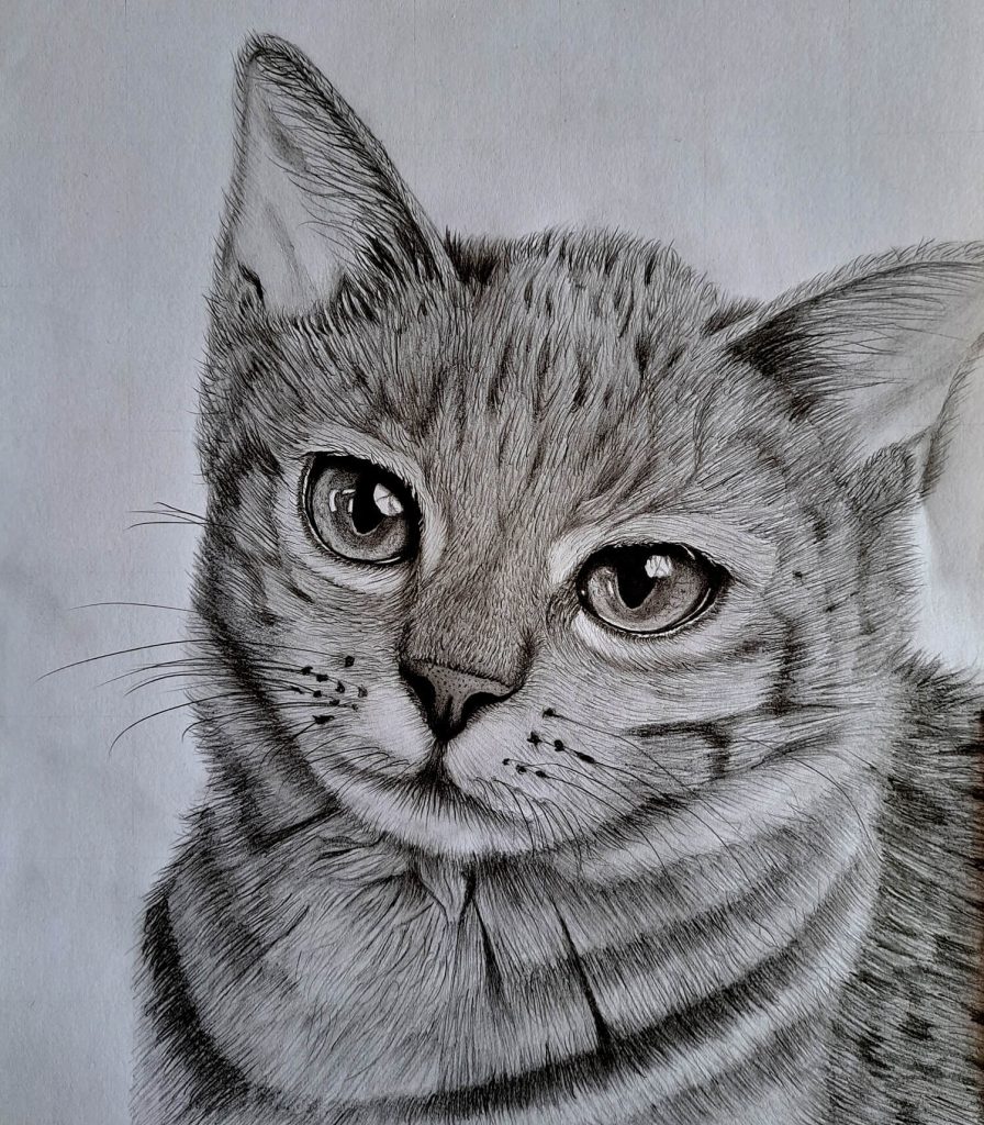 Easy Cat Drawing Ideas » How to draw a Cat Step by Step