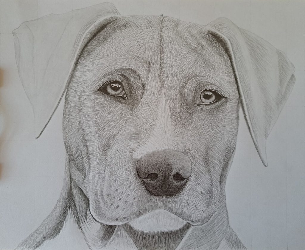 How to Draw a Dog Head (Realistic Front View) Muus Art