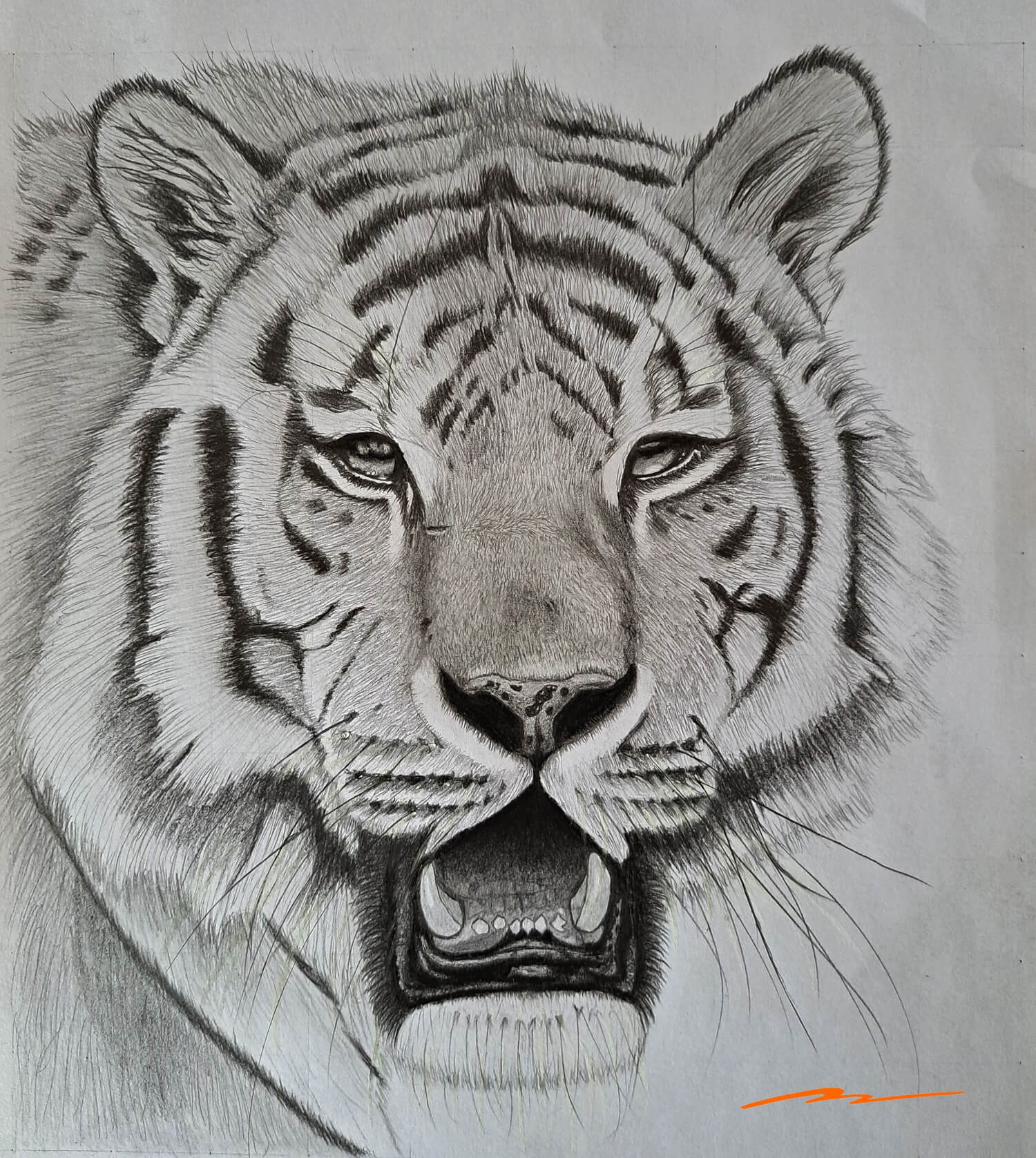 Tiger Face Drawing  Pencil sketch of a tiger a cute  powerful cat