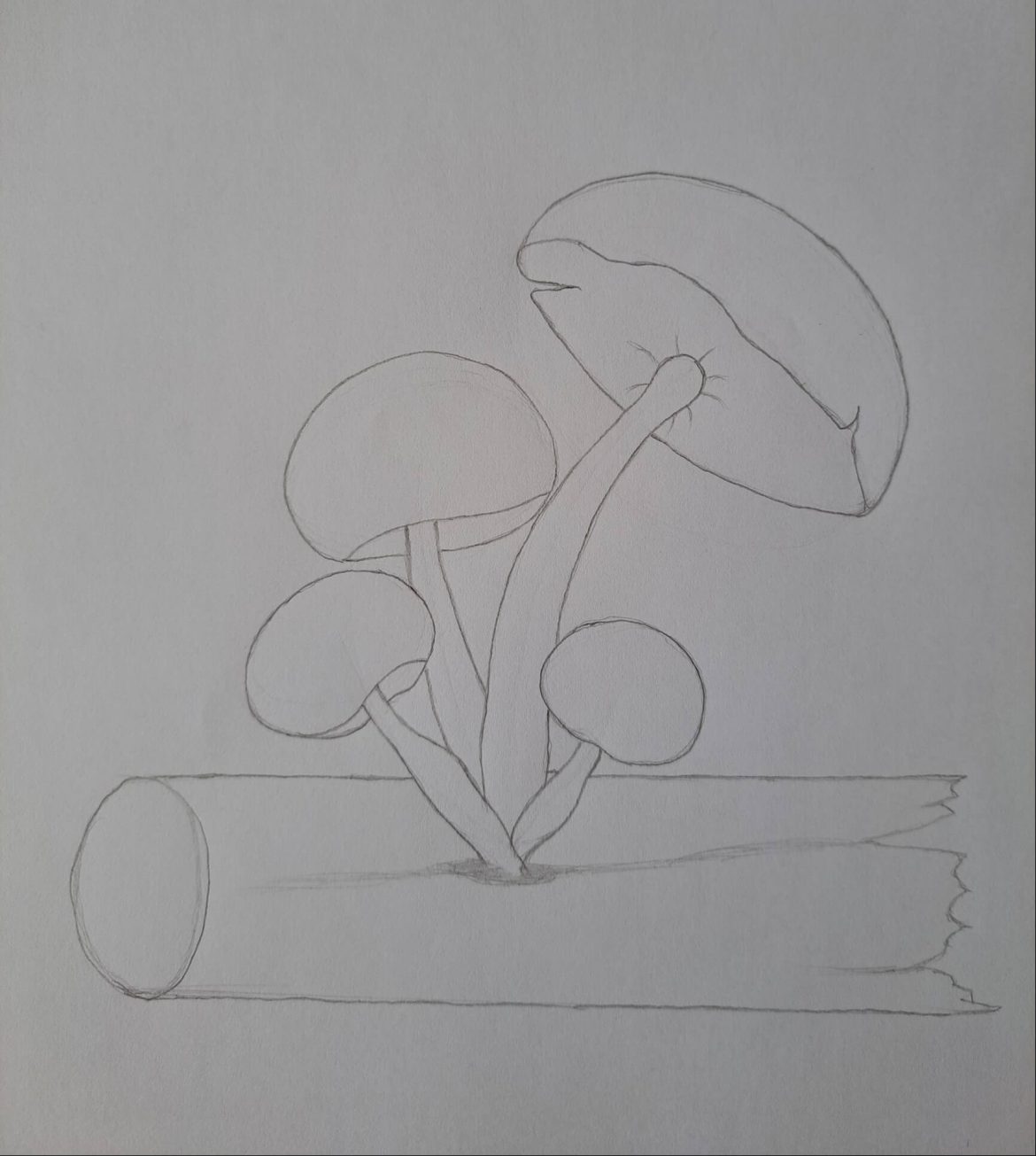 An Easy Guide on How to Draw Mushrooms Muus Art