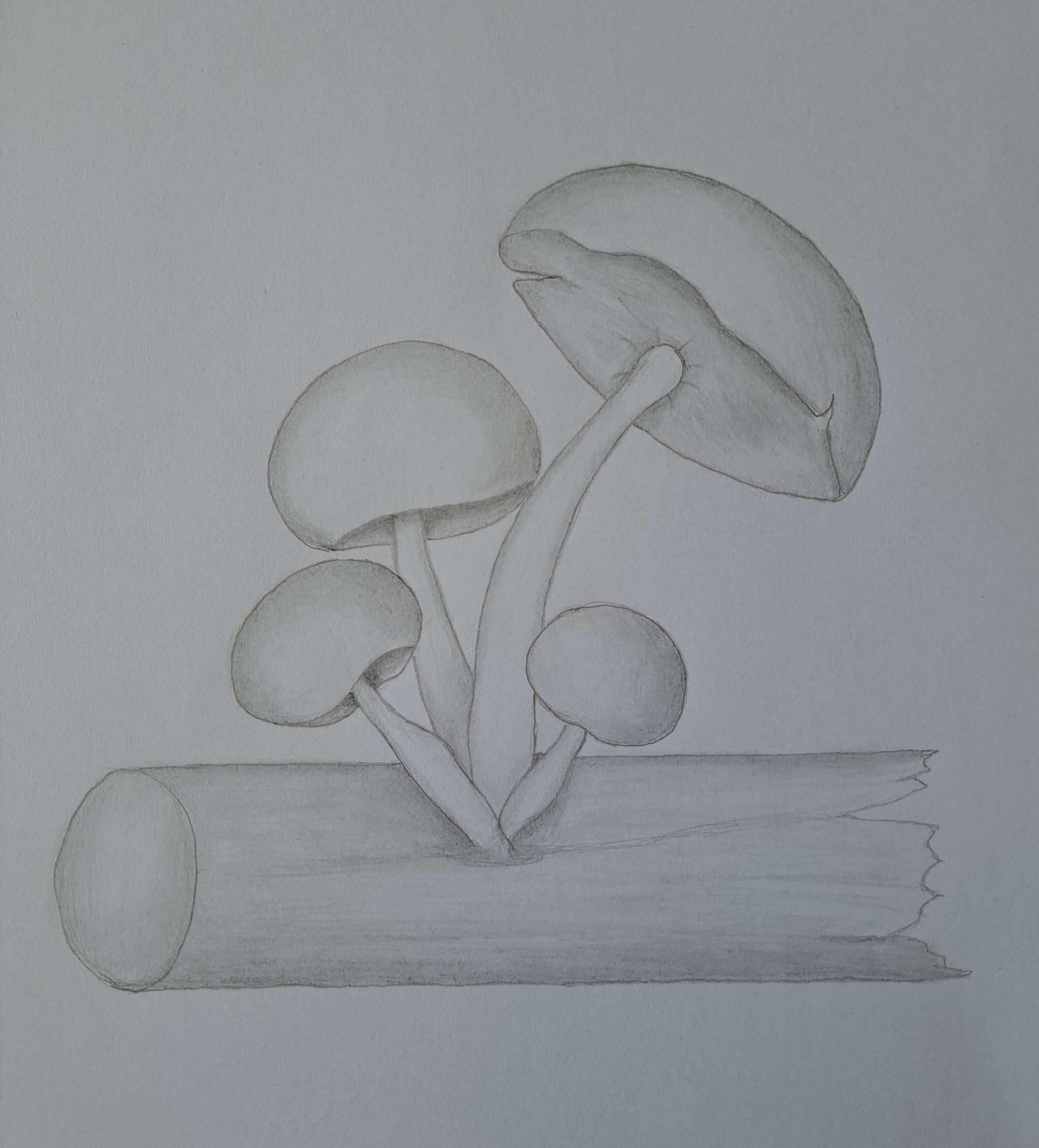 Discover the Secret Tricks to Draw Stunning Mushrooms That Transform Your Art!