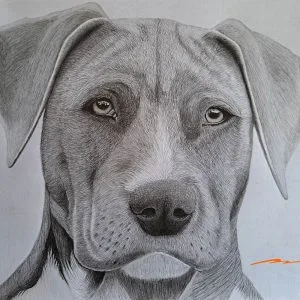 A Weimaraner Dog Sketch - Printable Shading Worksheet