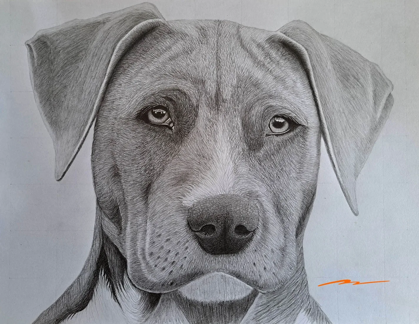 A Weimaraner Dog Sketch - Printable Shading Worksheet