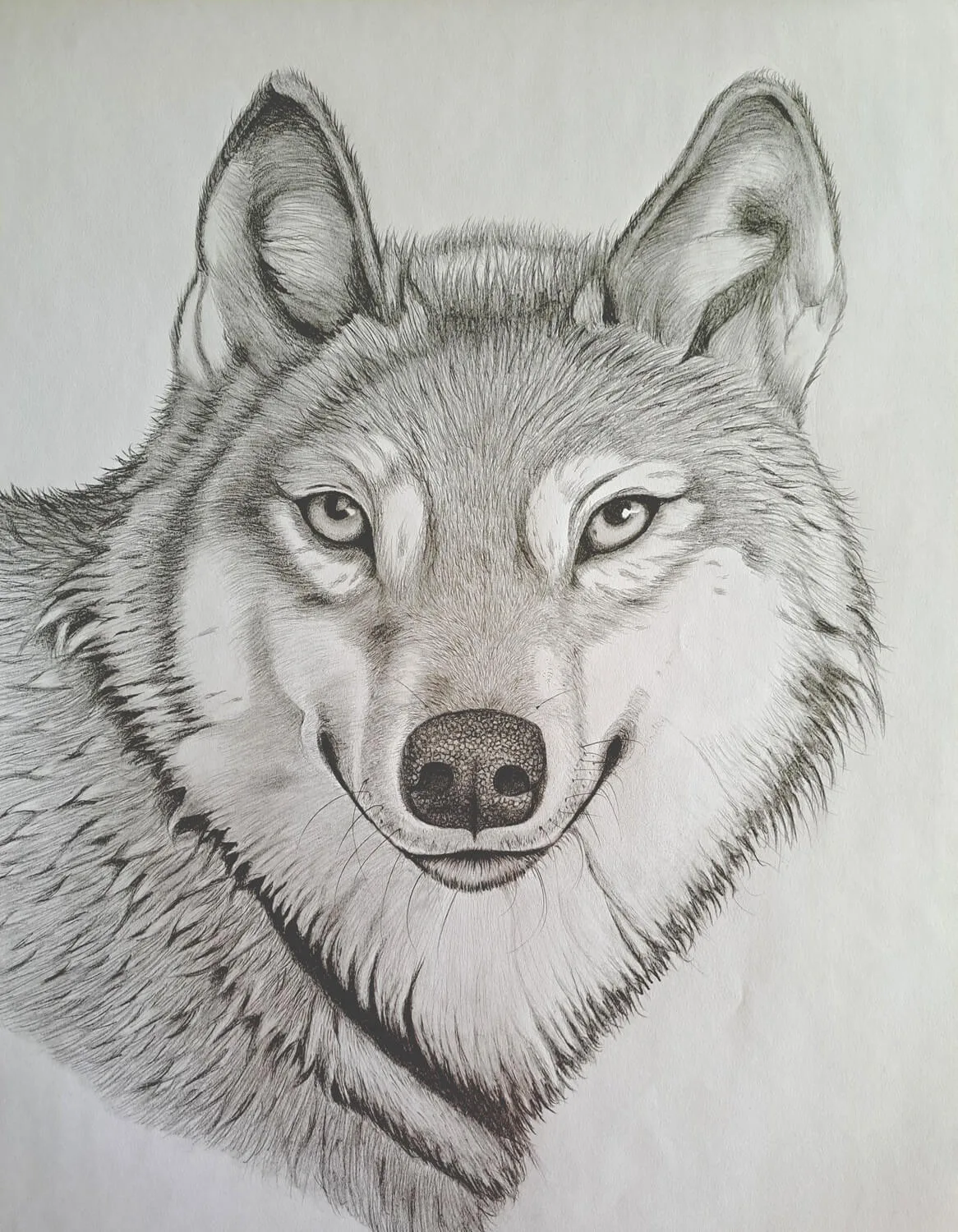 Printable Wolf Drawing Sketch - Image 5