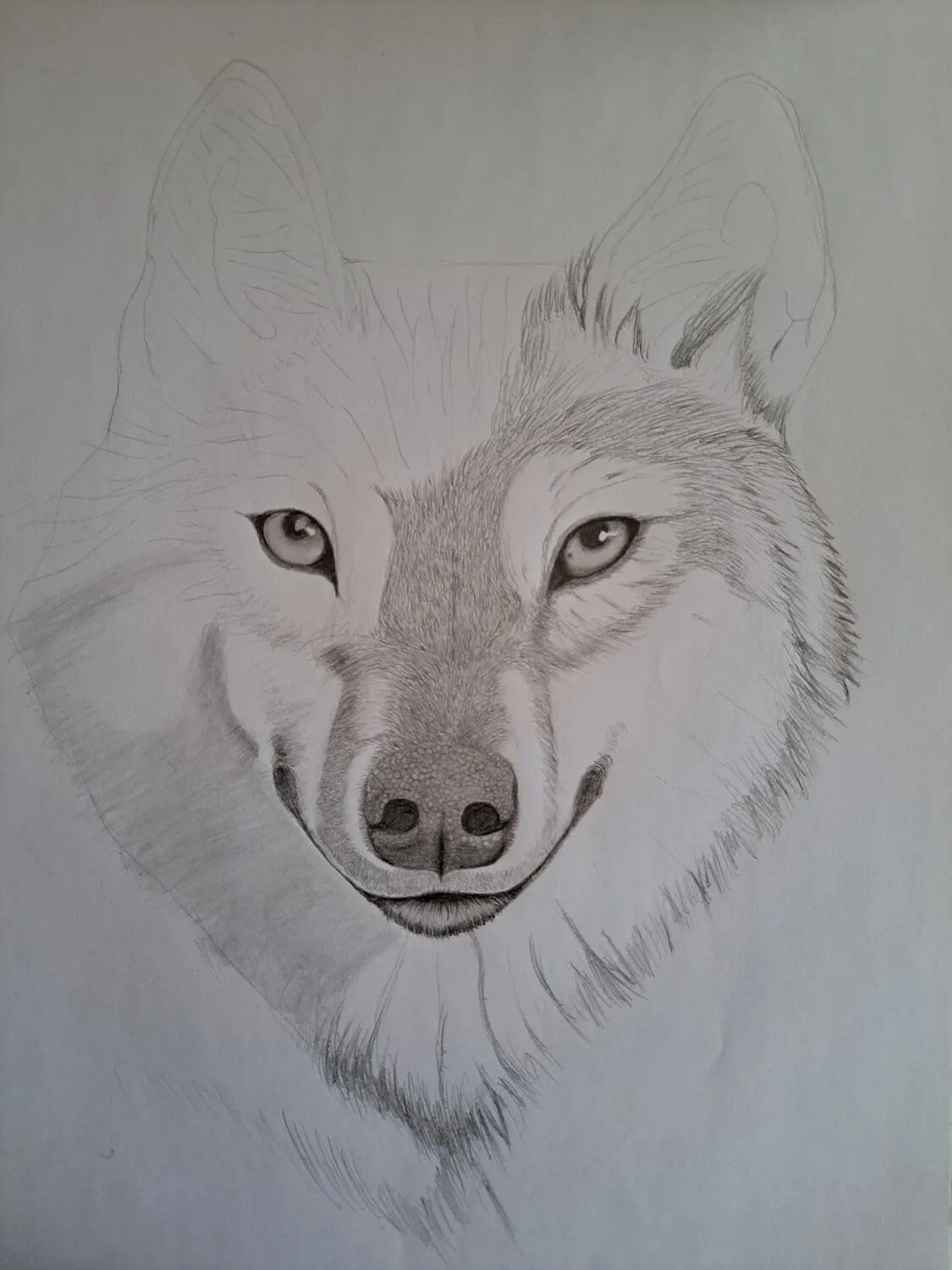 Printable Wolf Drawing Sketch - Image 3