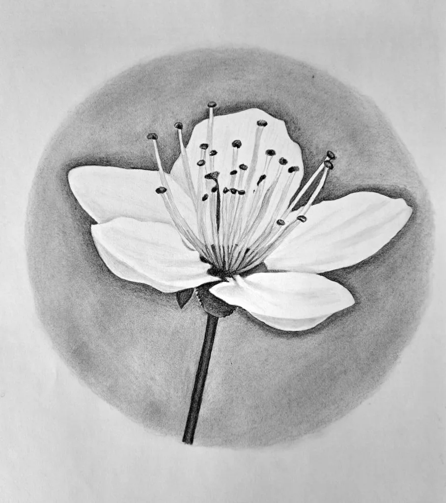 Drawing Cherry Blossom Featured Image