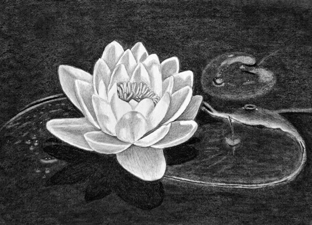 realistic tulip drawing