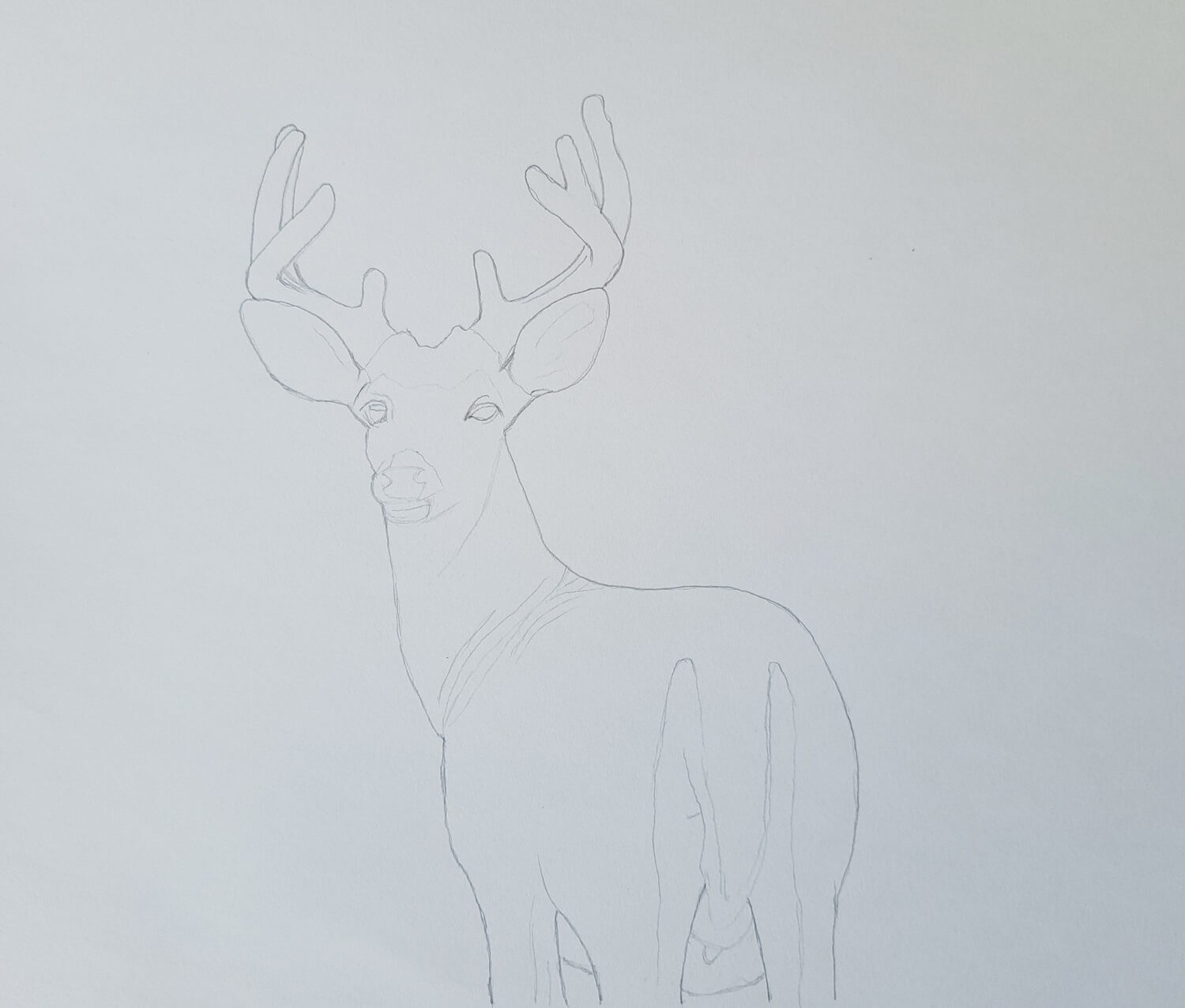 Easy Step by Step Tutorial on How to Draw a Realistic Deer Muus Art