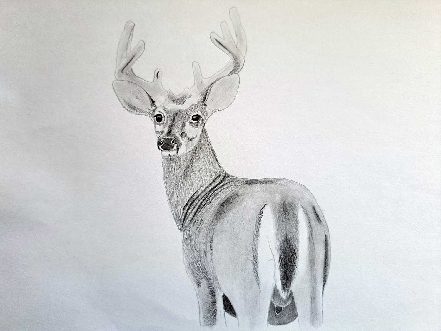 Easy Step-by-Step Tutorial on How to Draw a Realistic Deer | Muus Art
