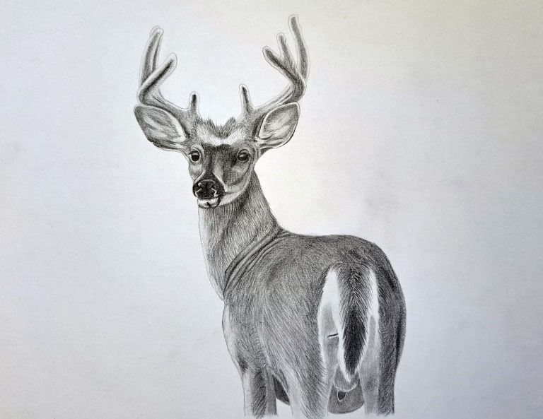Easy Step by Step Tutorial on How to Draw a Realistic Deer Muus Art