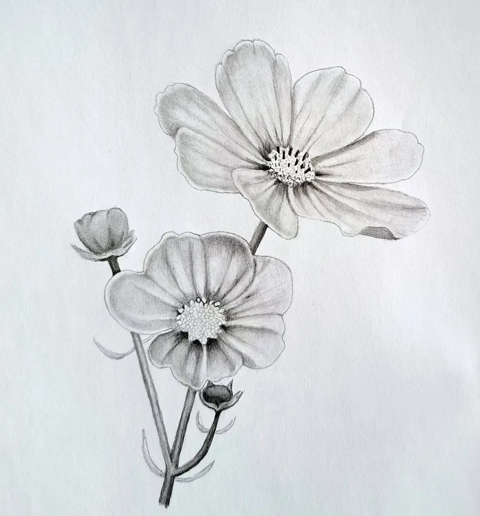 How to draw cosmos flowers featured image of a complete drawing