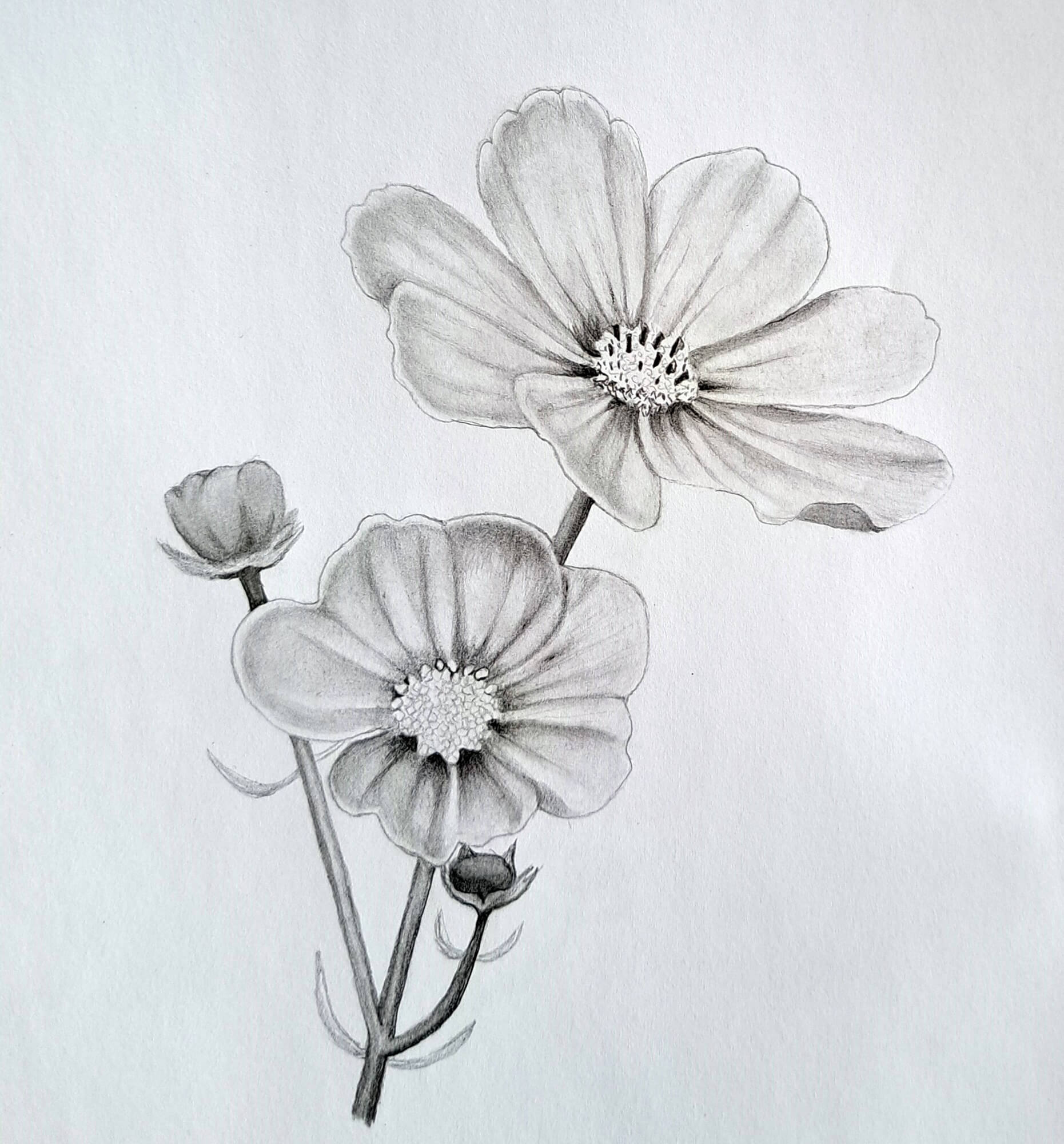 How To Draw A Flower Step By Step With Pencil Draw A Flower Easy