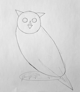7 Steps on How to Draw an Owl with Realism | Muus Art
