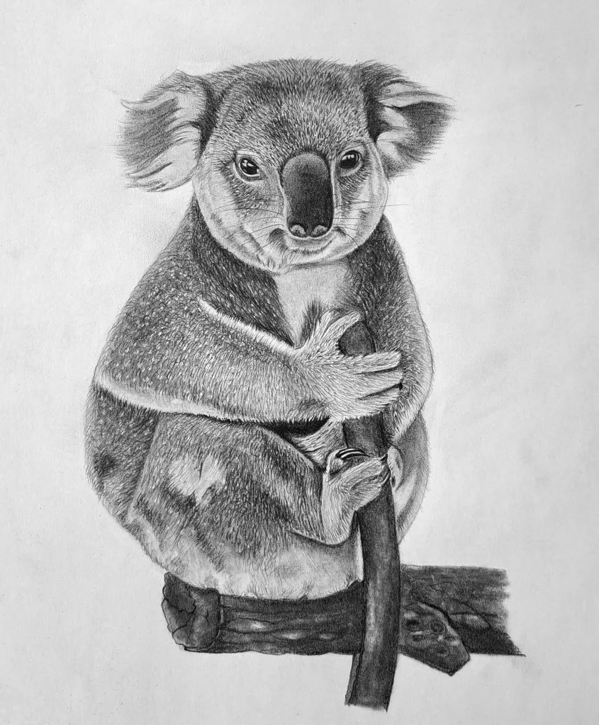 Drawing a Realistic Koala with Pencil Featured