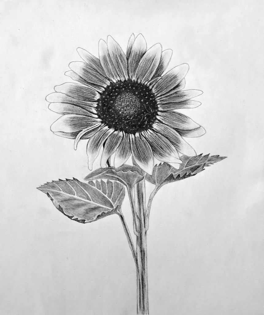 How to Draw a Sunflower Final Featured