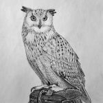 How to Draw an Owl Featured