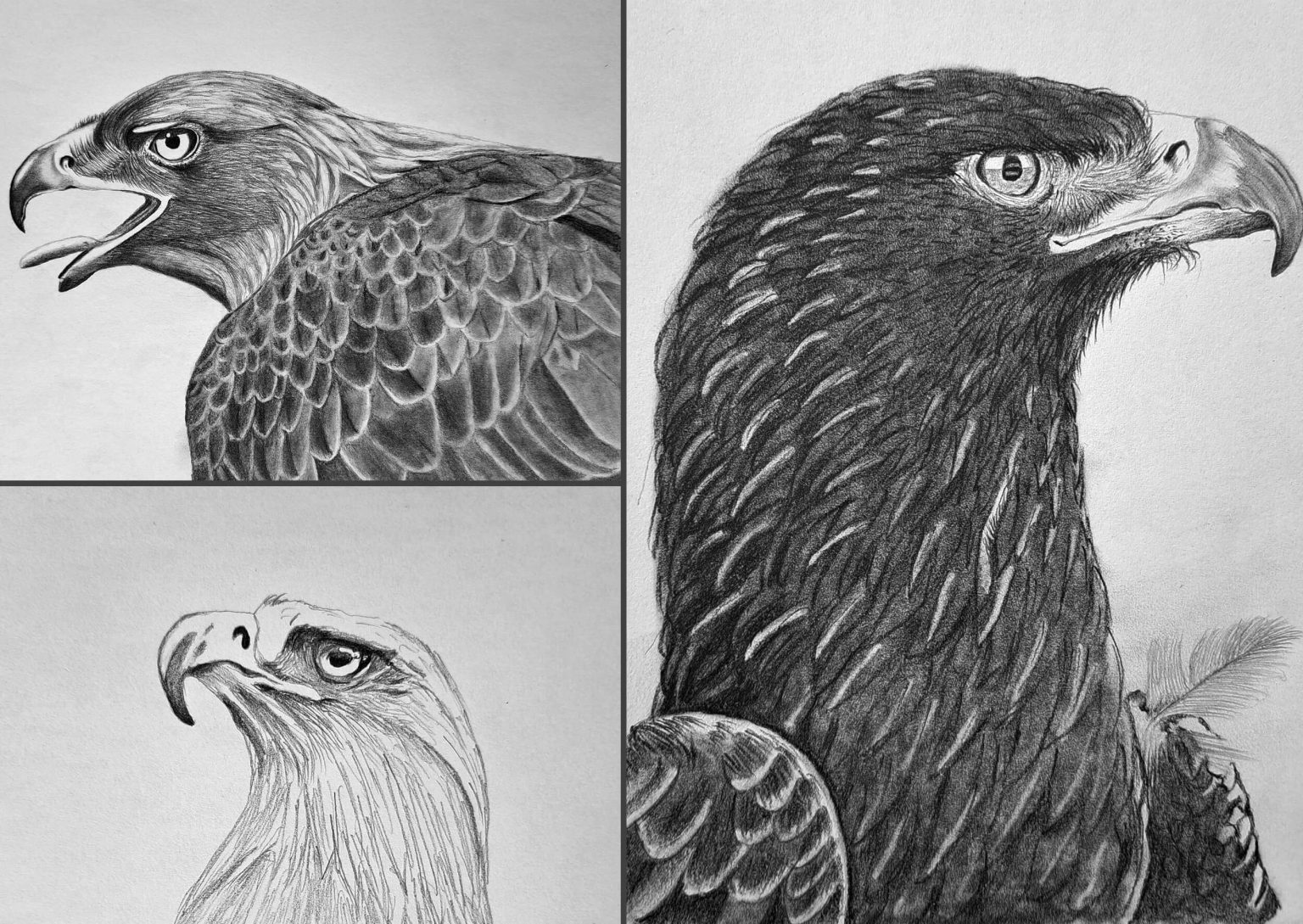 How to Draw a Golden Eagle Head (Selective Focus) | Muus Art