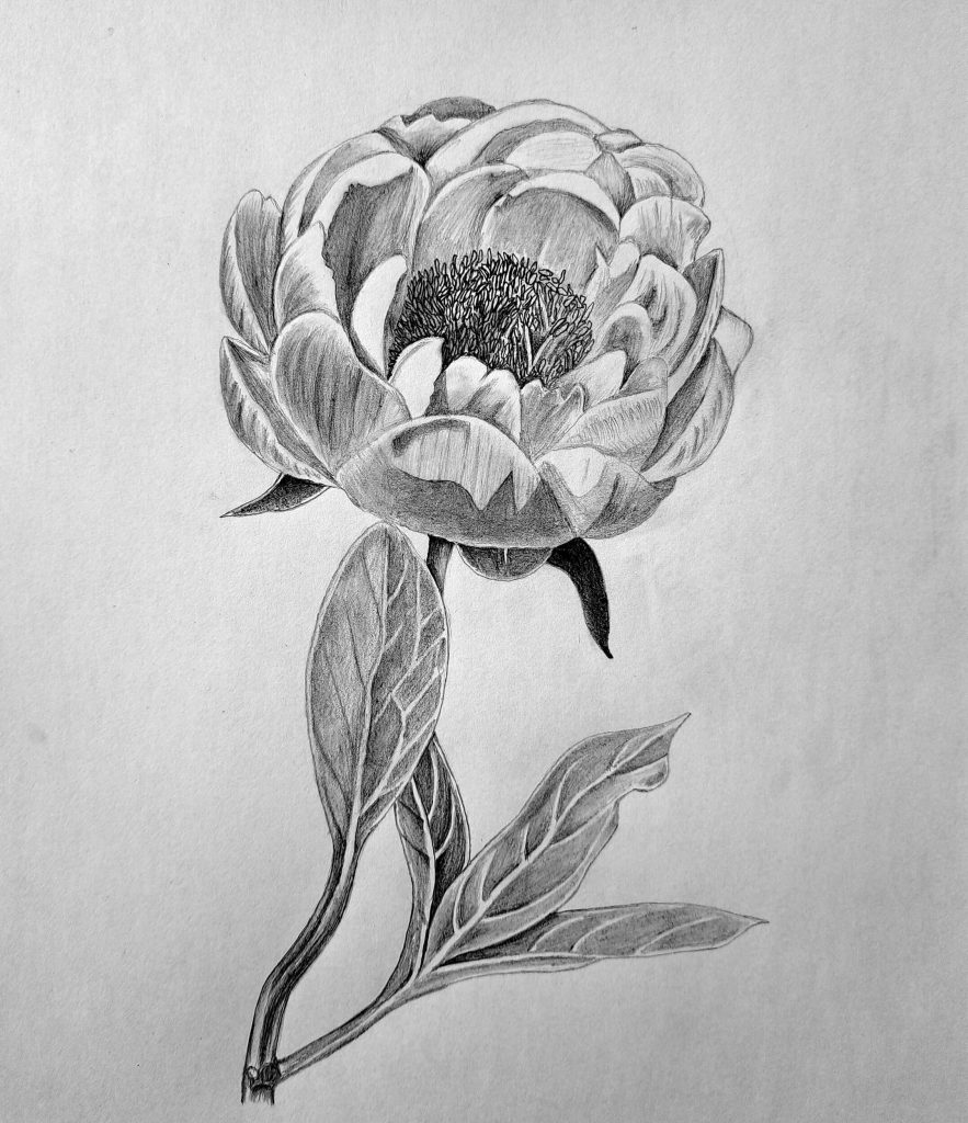 How to Draw a Peony Step by Step for Beginners Featured