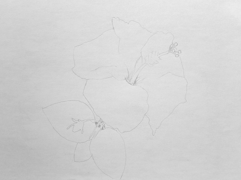 Light sketch with main parts of a hibiscus flower