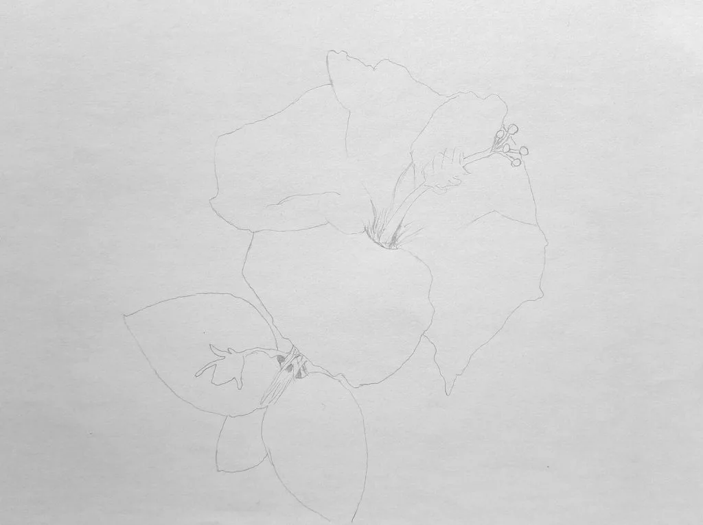 Light sketch with main parts of a hibiscus flower