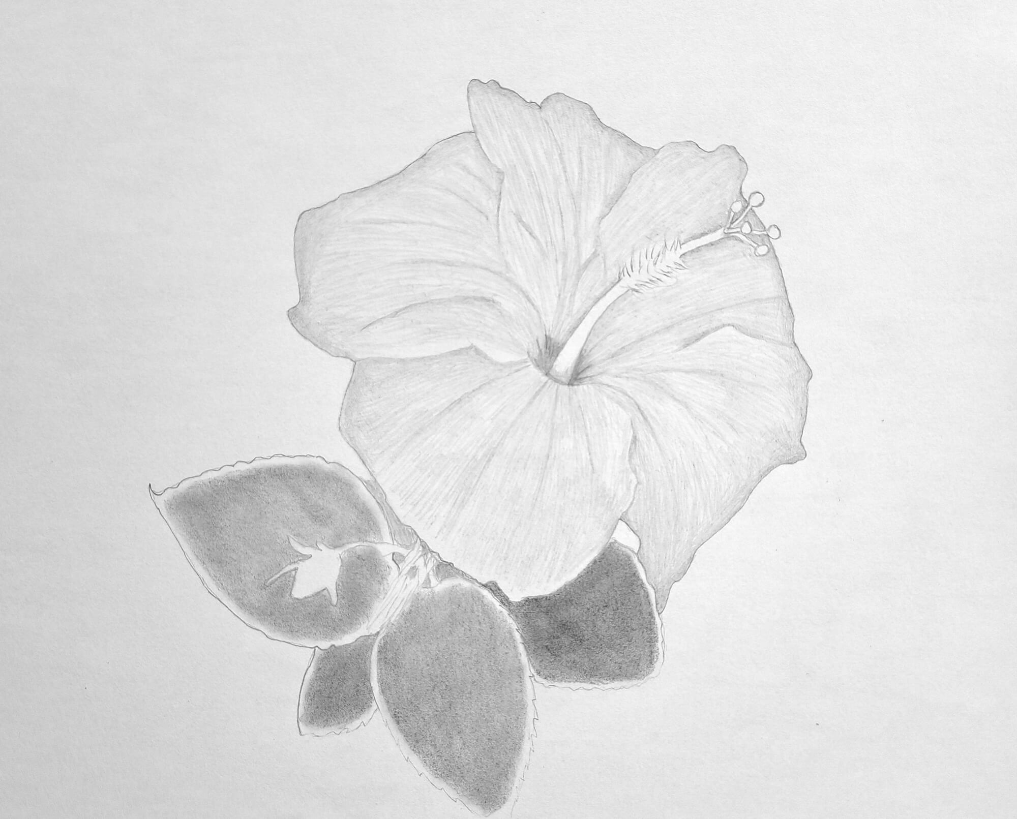 Easy Guide to Drawing Hibiscus Flowers Step by Step | Muus Art
