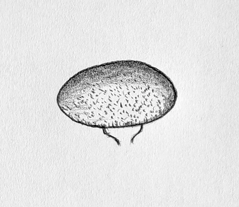 Drawing the dandelion flower head