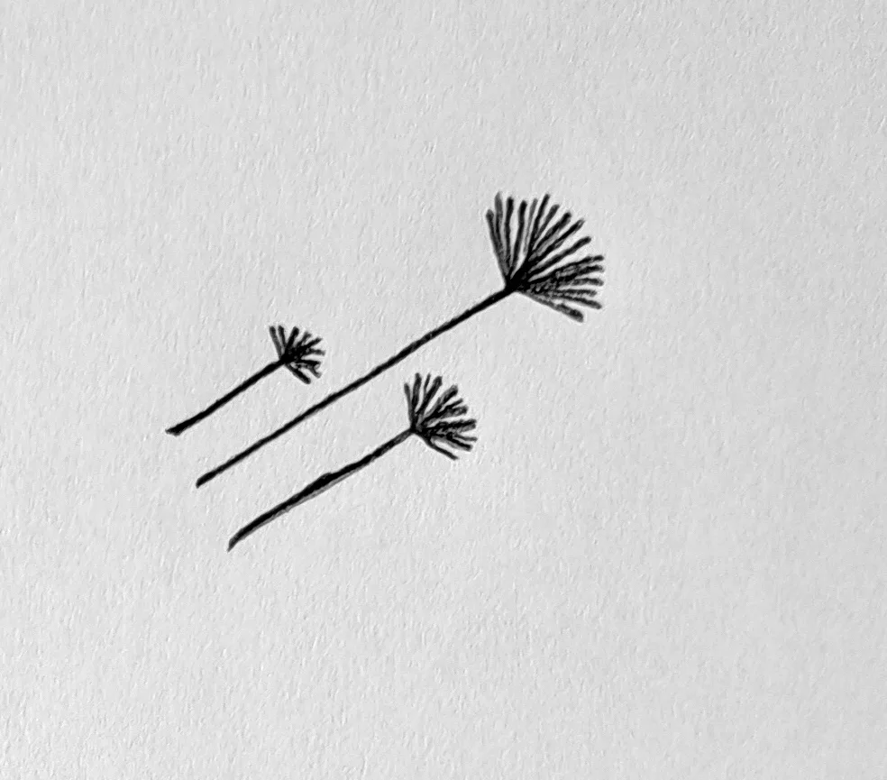 3. Drawing the Seeds with Feathery Bristles