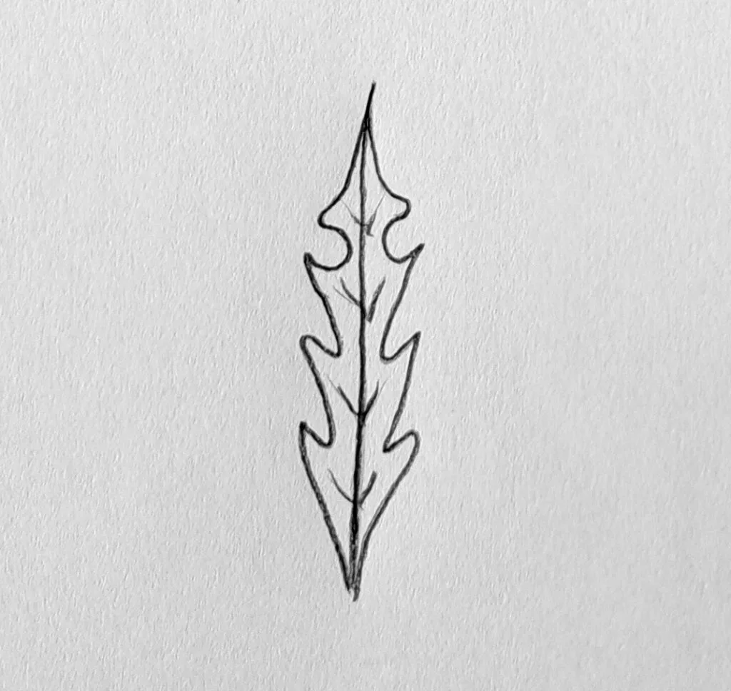 Drawing the dandelion's ground leaf