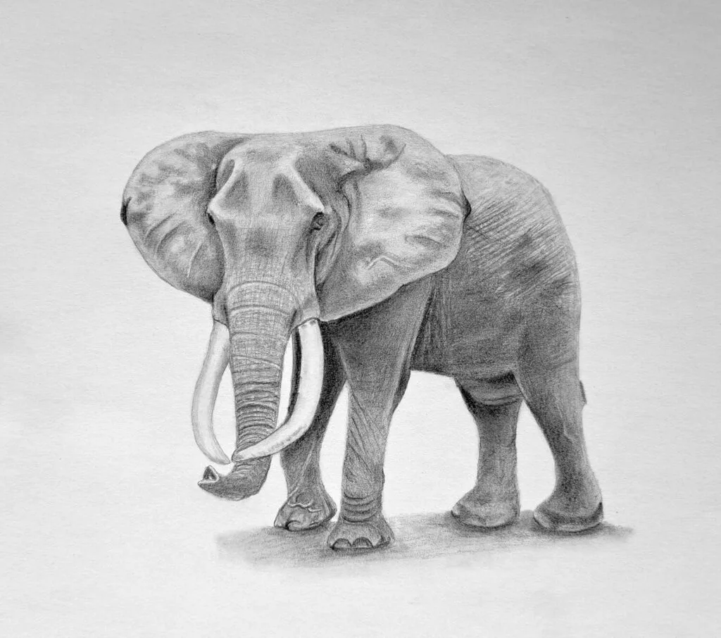 6. Detailed and final shading of the elephant