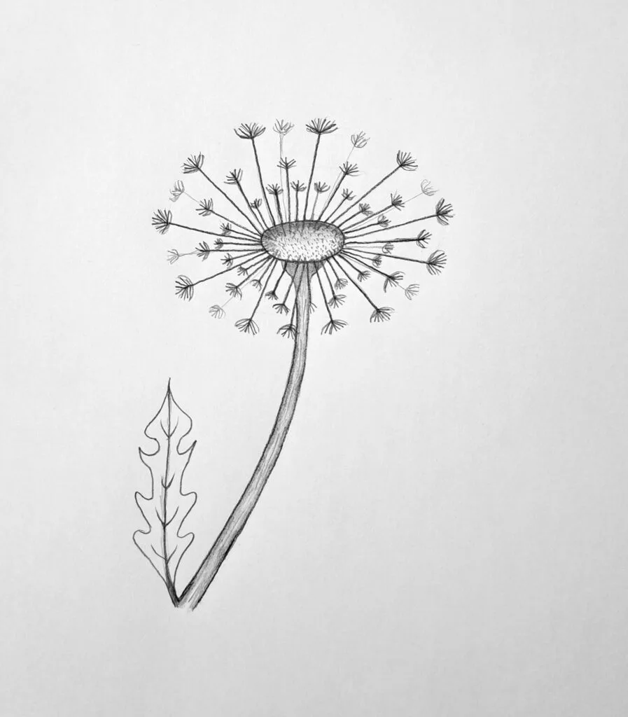 How to draw a dandelion - The final doodle Featured