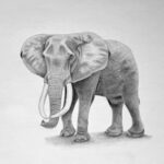 How to Draw an Elephant Featured