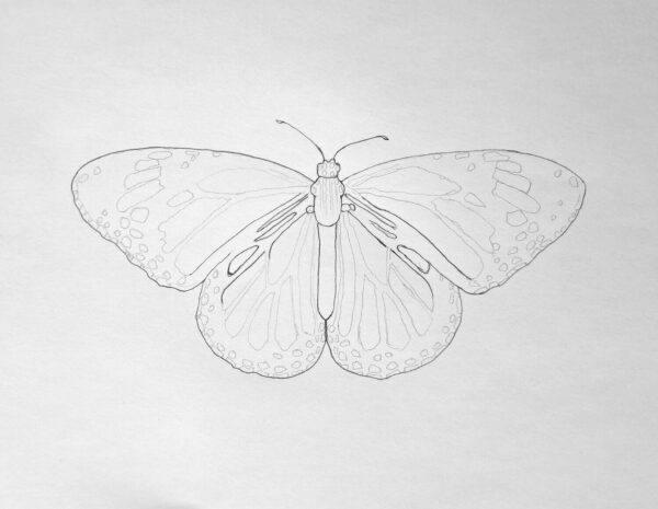 How to Draw a Butterfly Step by Step with Colored Pencils | Muus Art