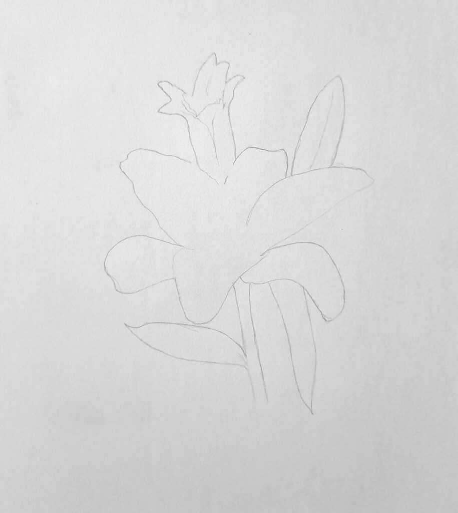 1. Sketching the shape of the lily flower