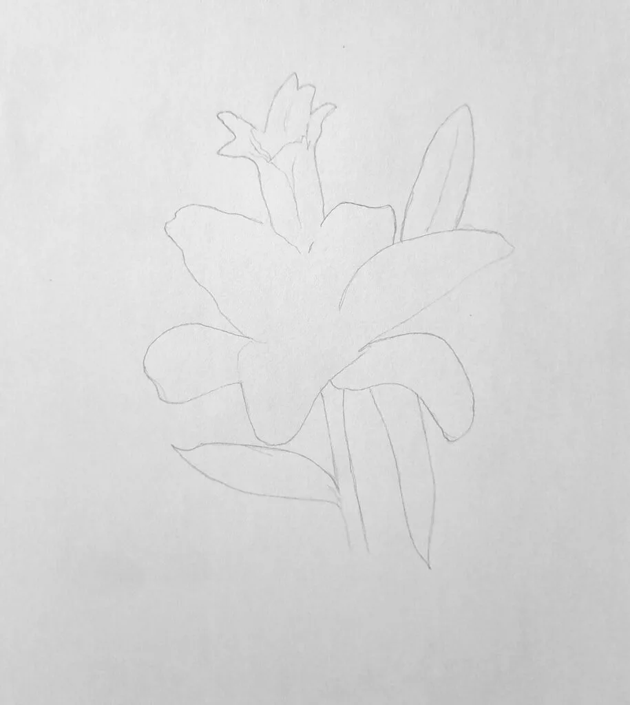 1. Sketching the shape of the lily flower