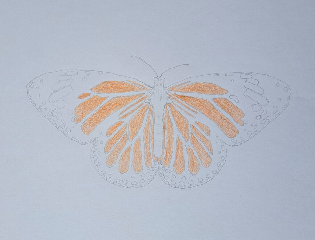 Coloring the orange wings