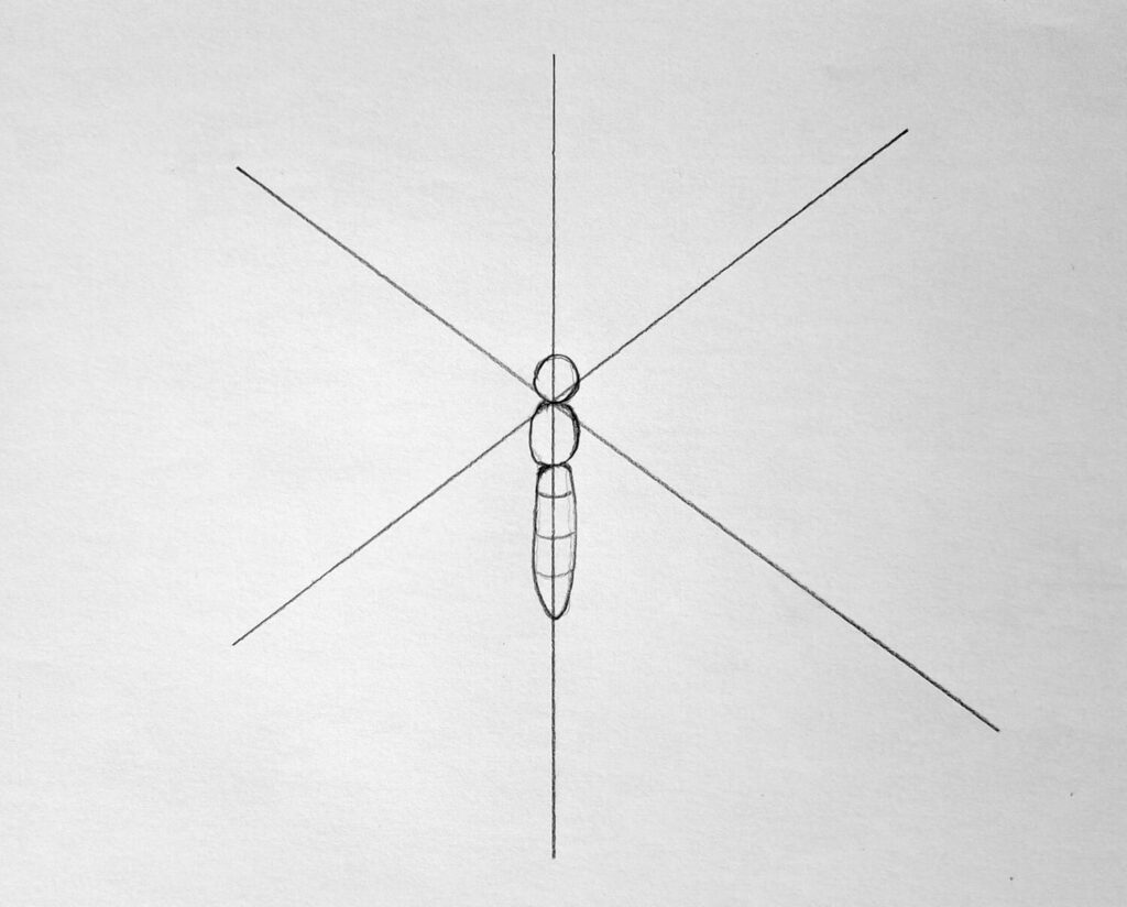 2. Sketching the butterfly’s body