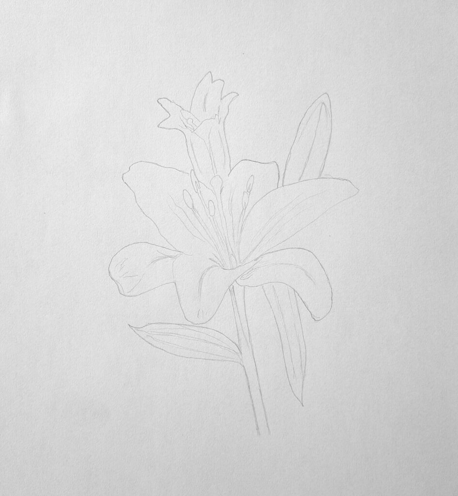 2. Sketching the stigma, anthers, and details