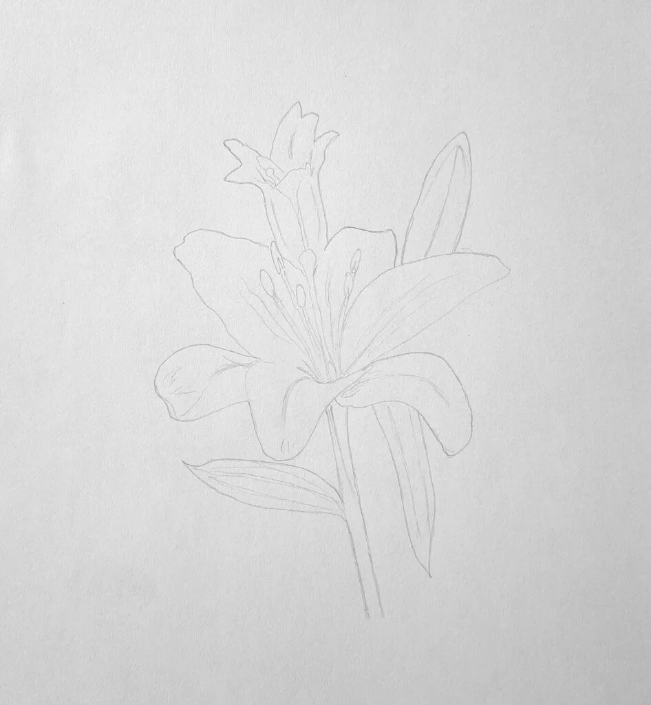 2. Sketching the stigma, anthers, and details