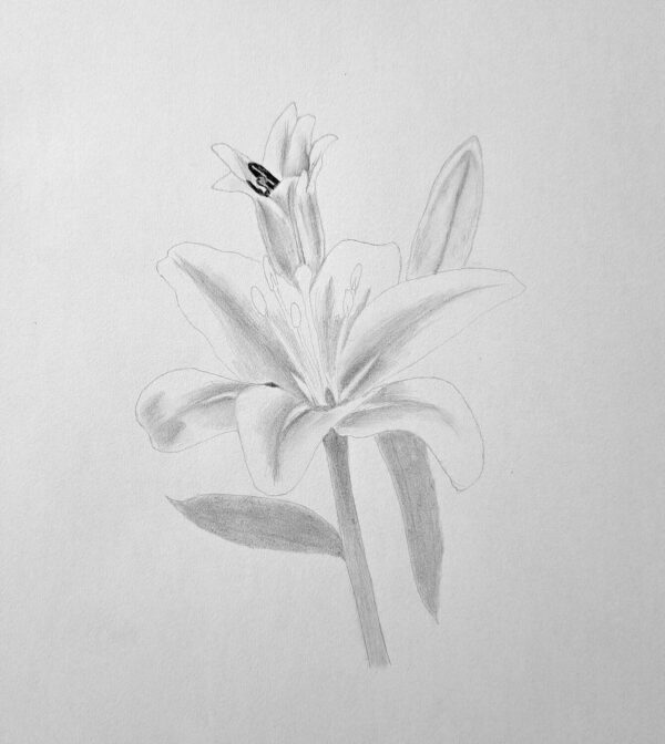 Lily Flower Drawing: Simple Step by Step for Beginners | Muus Art