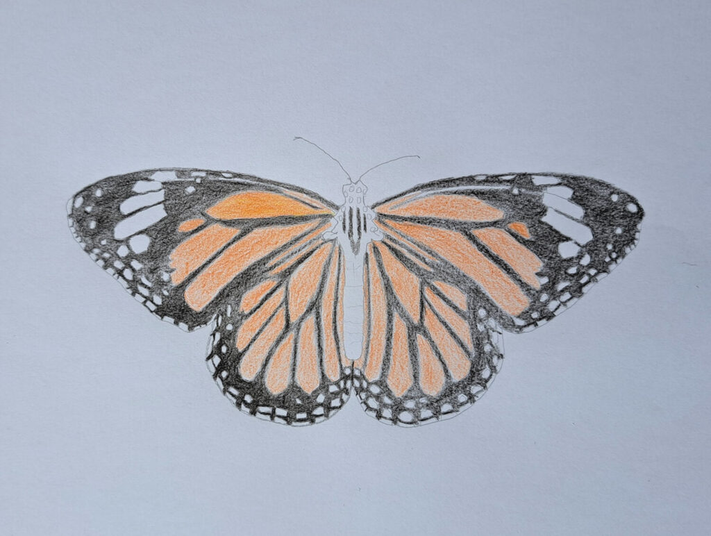 Coloring the black and white wing edges