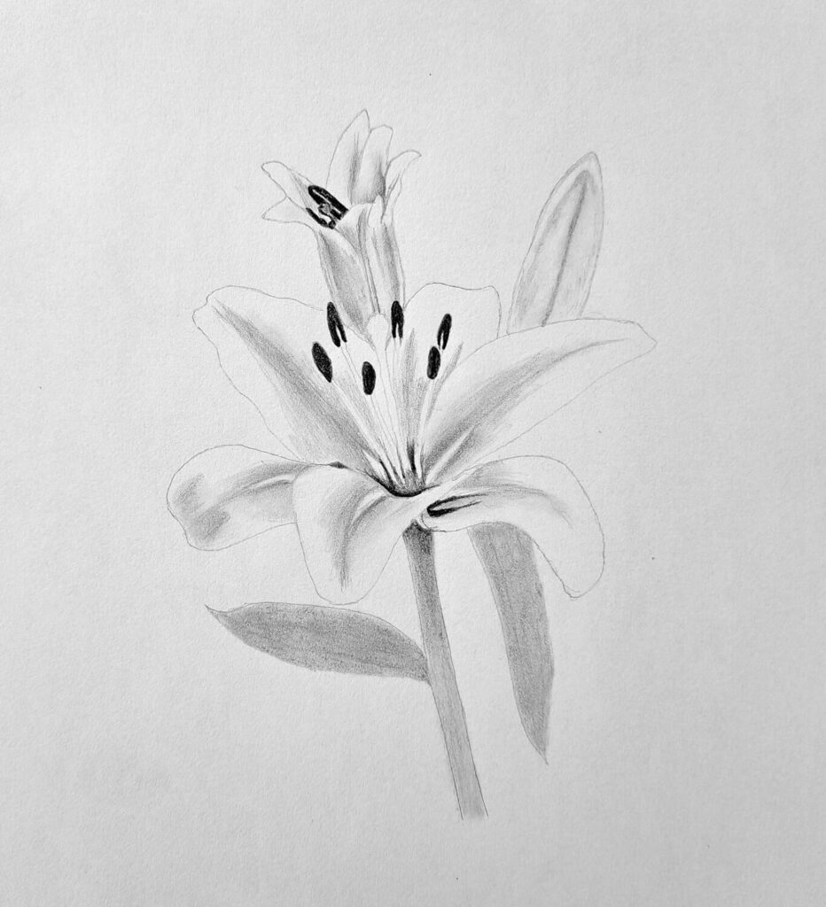 4. Shading the anthers and dark values