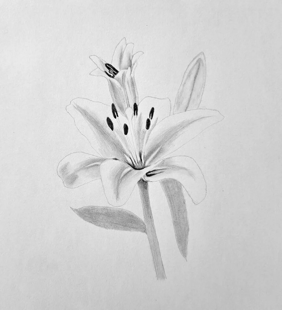 4. Shading the anthers and dark values