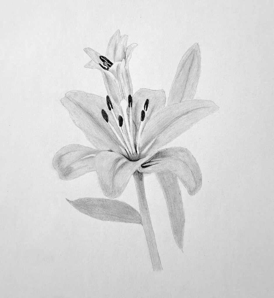 5. Form shading of petals, leaves, stem