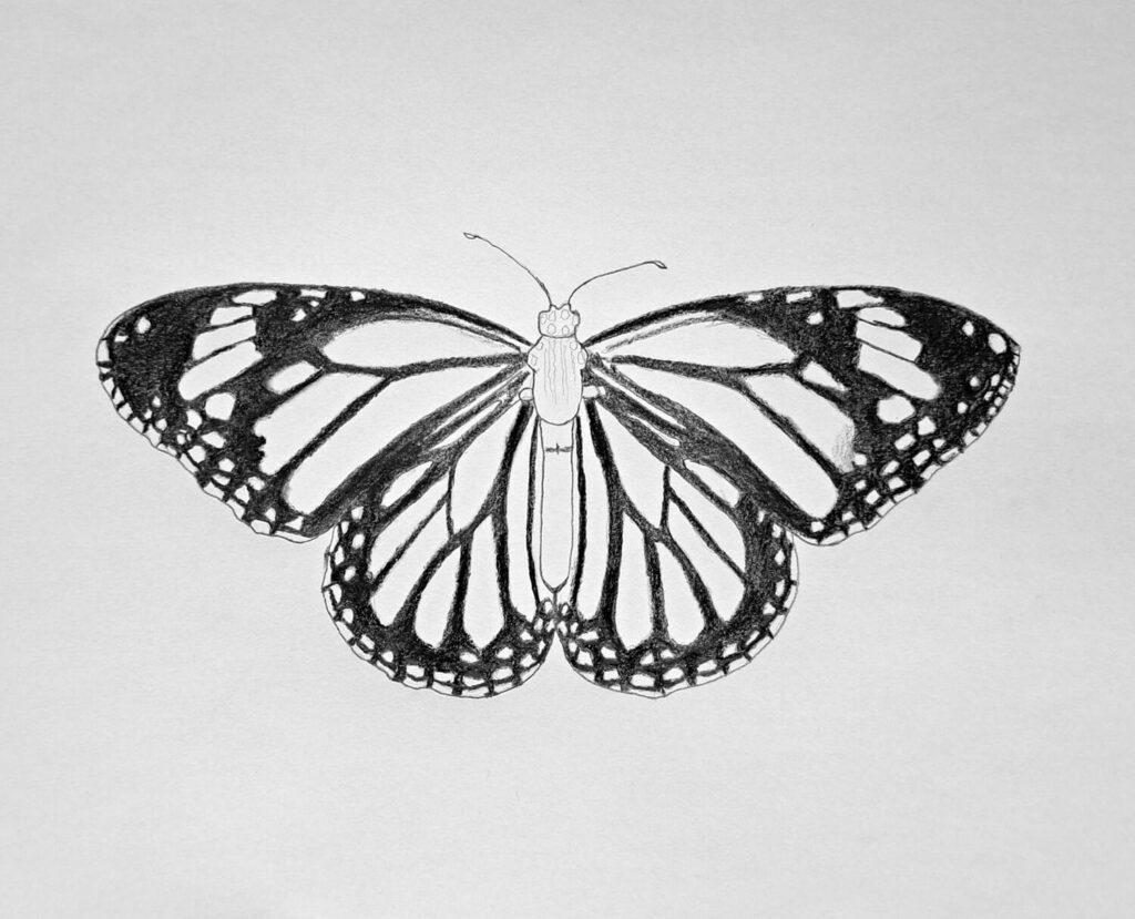 5. Shading the dark values on the butterfly wings