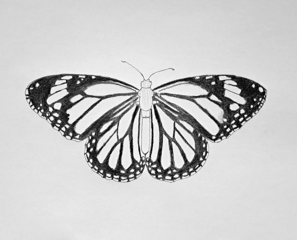 5. Shading the dark values on the butterfly wings