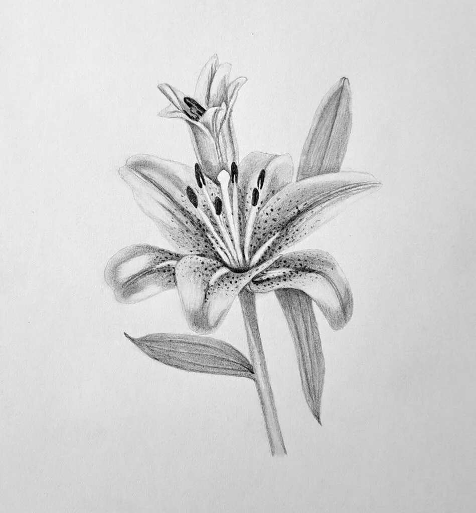 6. Contrast shading to finalize drawing the lily