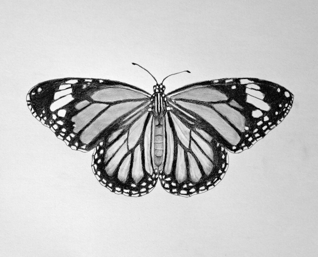 Drawing a Realistic Monarch Butterfly Featured
